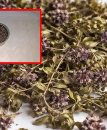 35 gramını kaçırmak istedi, 550 bin lira cezaya çarptırıldı: Endemik bitkiyi yurt dışına kaçıracaktı