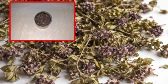 35 gramını kaçırmak istedi, 550 bin lira cezaya çarptırıldı: Endemik bitkiyi yurt dışına kaçıracaktı