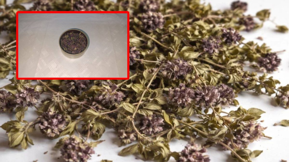 35 gramını kaçırmak istedi, 550 bin lira cezaya çarptırıldı: Endemik bitkiyi yurt dışına kaçıracaktı