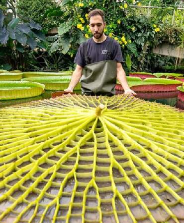 Amazon’un yüzen devleri: Tek bir yaprak 226 kilo taşıyor! Kraliçenin adını taşıyan doğa mucizesi