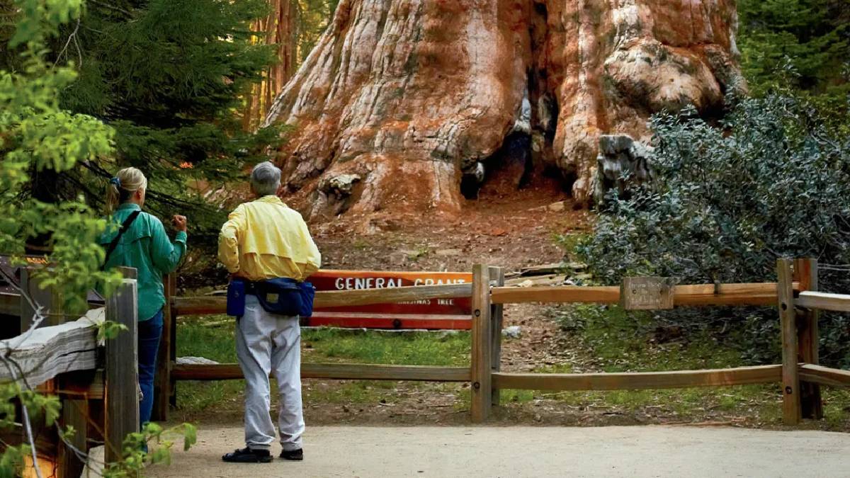 Doğanın ölümsüz devleri: 3 bin yaşını görüyorlar, 6 bin tonluk ağırlığıyla zamana meydan okuyorlar