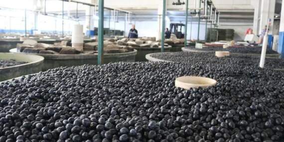 Marmarabirlik üreticilere 860 milyon liralık ödeme yapacak