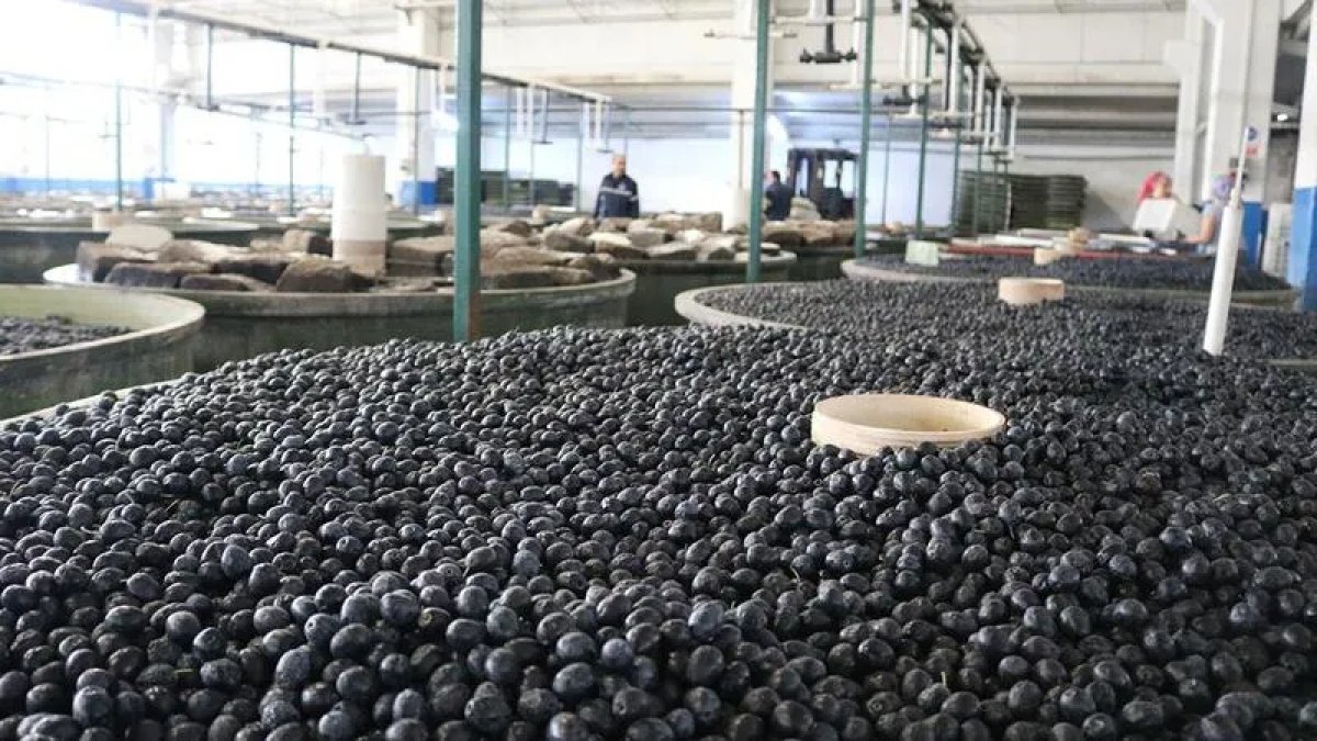 Marmarabirlik üreticilere 860 milyon liralık ödeme yapacak