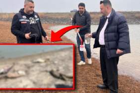 Tekirdağ’da korkutan balık ölümleri: Temrezli Göleti alarm veriyor!