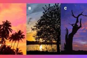 Kişilik testi: Gün batımında bir ağaç seçin ve size iç huzur getiren şeyi keşfedin