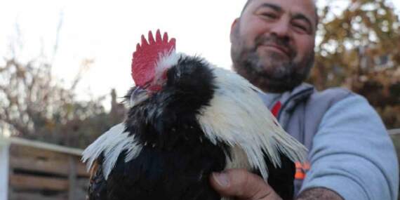 Hobisi yeniliğe itti, iş yerine kuluçhane getirdi! Yurt dışından özel getirtip yetiştiriyor,  oldukça ilgi görüyor