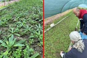 17 farklı tür yetiştiriyor, bahçesinden servet çıkarıyor! 400 bin adet fide üretiyor: Kilosu altın kadar değerli