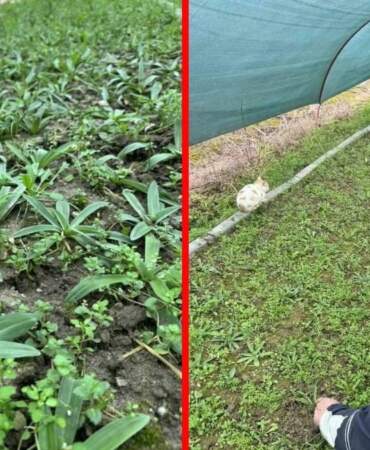 17 farklı tür yetiştiriyor, bahçesinden servet çıkarıyor! 400 bin adet fide üretiyor: Kilosu altın kadar değerli