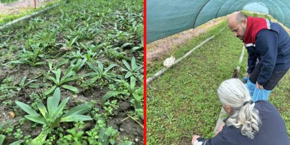 17 farklı tür yetiştiriyor, bahçesinden servet çıkarıyor! 400 bin adet fide üretiyor: Kilosu altın kadar değerli
