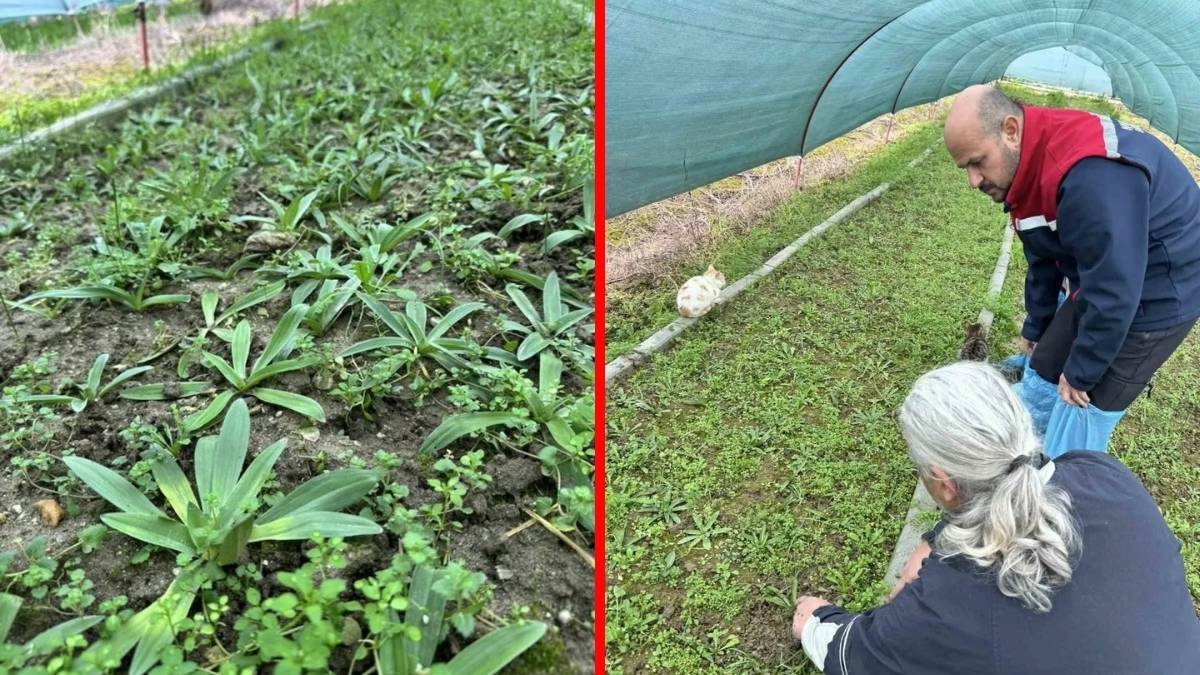 17 farklı tür yetiştiriyor, bahçesinden servet çıkarıyor! 400 bin adet fide üretiyor: Kilosu altın kadar değerli