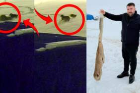 Sivas’ta dehşet anları kameraya böyle yansıdı: Aç kalan 6 kurt çiftlik köpeğini parçaladı!