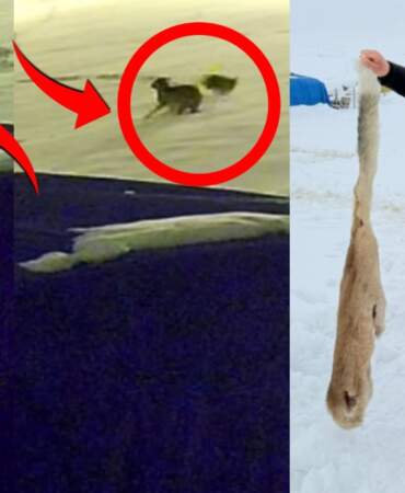 Sivas’ta dehşet anları kameraya böyle yansıdı: Aç kalan 6 kurt çiftlik köpeğini parçaladı!