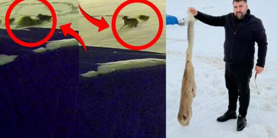 Sivas’ta dehşet anları kameraya böyle yansıdı: Aç kalan 6 kurt çiftlik köpeğini parçaladı!