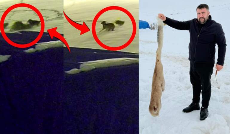 Sivas’ta dehşet anları kameraya böyle yansıdı: Aç kalan 6 kurt çiftlik köpeğini parçaladı!