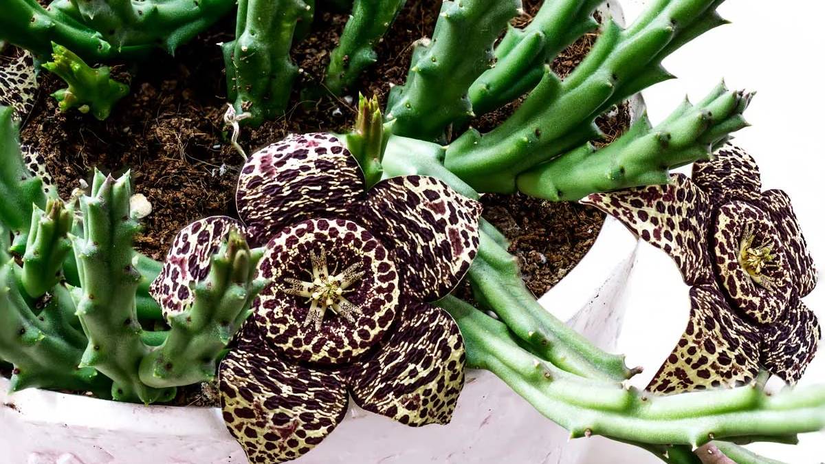 Güney Afrika’nın yıldızı! Hem görüntüsü hem de özellikleri şaşırtıyor! Bu bitki aklınızı başınızdan alacak