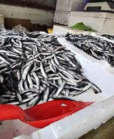 Tezgahlara geldi, herkesi mutlu etti! 200 TL’den satılıyor, kapış kapış gidiyor