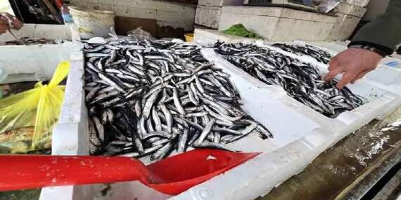 Tezgahlara geldi, herkesi mutlu etti! 200 TL’den satılıyor, kapış kapış gidiyor