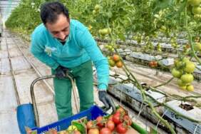 Jeotermal serada yetiştirilen ürünler Avrupa pazarına açılıyor: Eksi 25 derecede yıllık 1.200 ton üretim