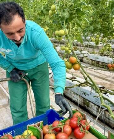 Jeotermal serada yetiştirilen ürünler Avrupa pazarına açılıyor: Eksi 25 derecede yıllık 1.200 ton üretim