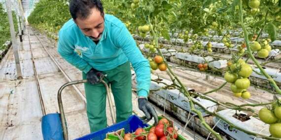 Jeotermal serada yetiştirilen ürünler Avrupa pazarına açılıyor: Eksi 25 derecede yıllık 1.200 ton üretim