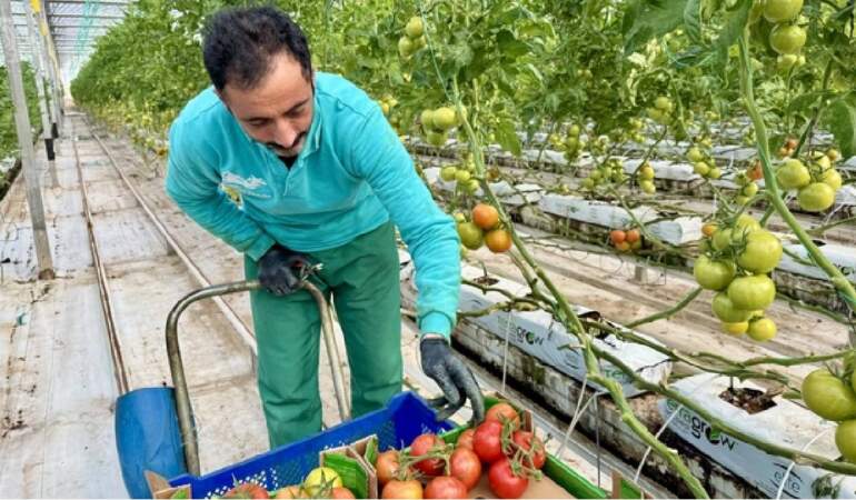 Jeotermal serada yetiştirilen ürünler Avrupa pazarına açılıyor: Eksi 25 derecede yıllık 1.200 ton üretim