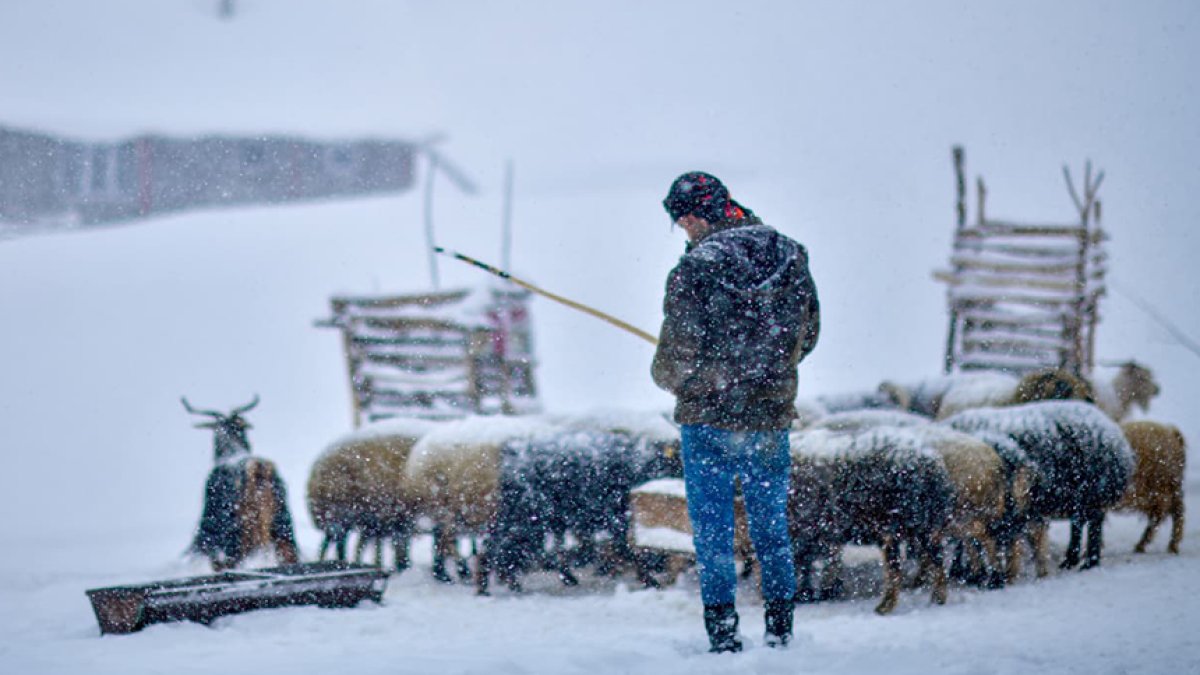 Artan yem maliyetlerine çözümünü kendi buldu! Duyan besiciler hemen bahçesine ekecek: Saman ve arpa yerine ağaçtan alıp veriyor