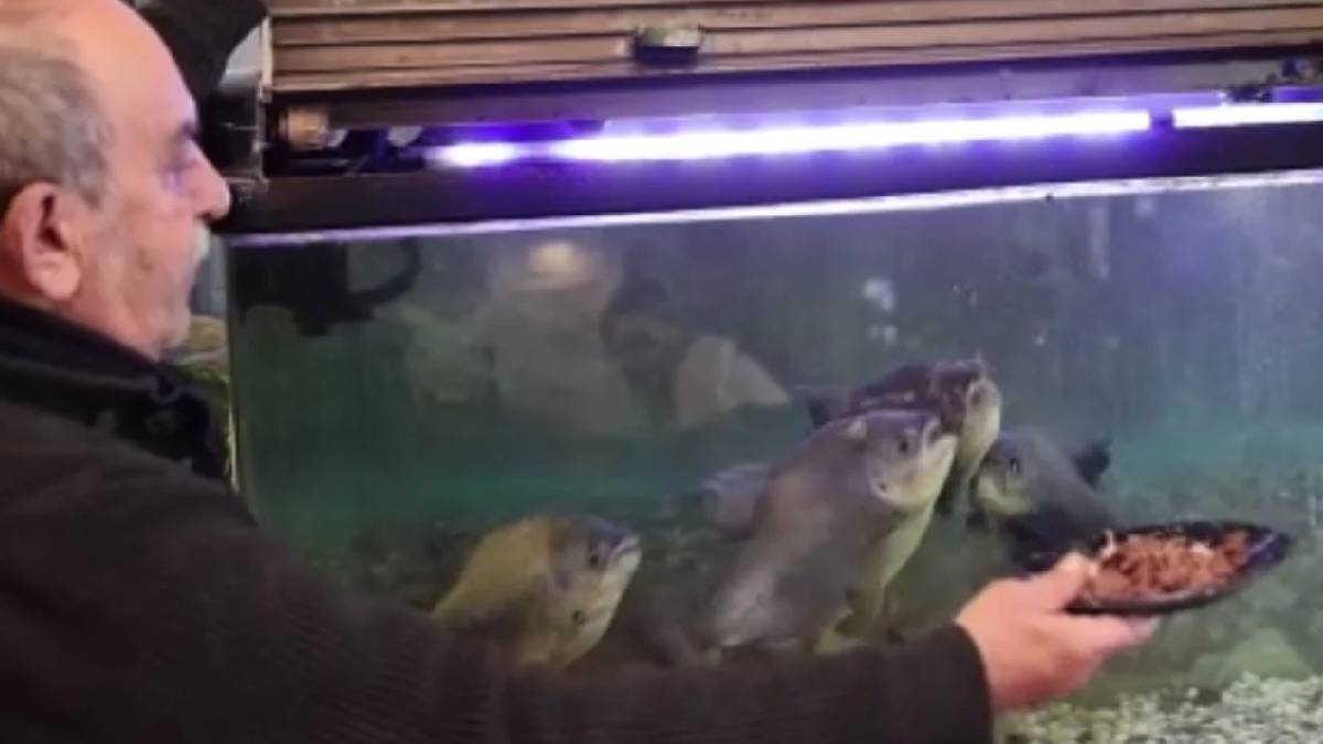 Şaka değil gerçek! Bu piranalar kelle paça ile besleniyor