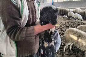 Bu kuzuyu görenler gözlerine inanamıyor! İki başı, iki ağzı ve dört gözü var