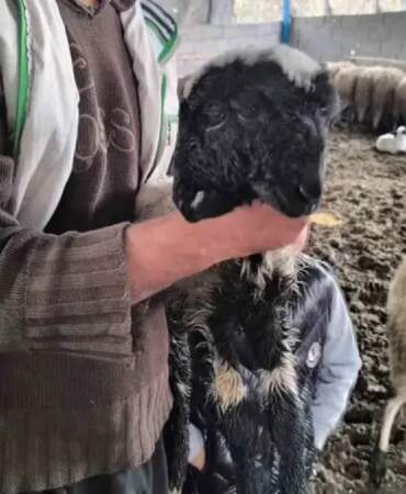 Bu kuzuyu görenler gözlerine inanamıyor! İki başı, iki ağzı ve dört gözü var