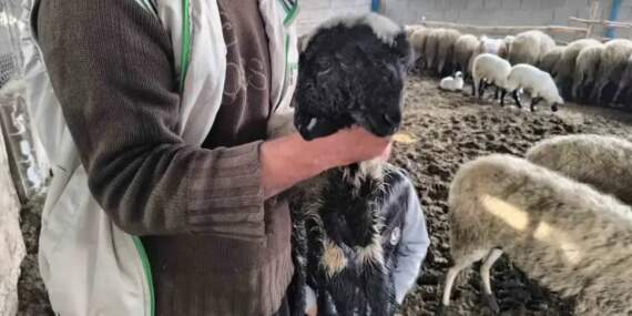 Bu kuzuyu görenler gözlerine inanamıyor! İki başı, iki ağzı ve dört gözü var