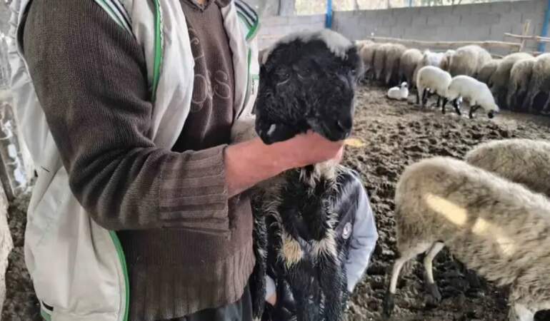 Bu kuzuyu görenler gözlerine inanamıyor! İki başı, iki ağzı ve dört gözü var