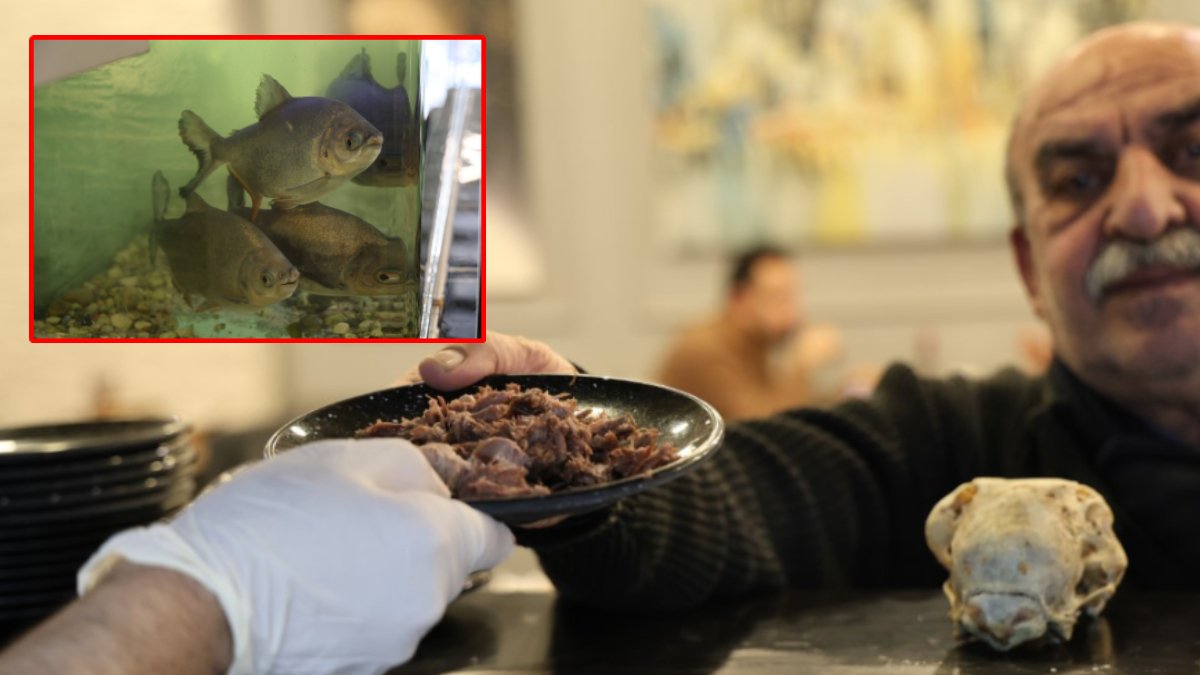 Diyarbakır’da sıradışı menü: Bu piranalar 12 yıldır kelle paça ile besleniyor