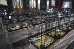 24. Uluslararası Şebap Güvercin Festivali Düzenlendi