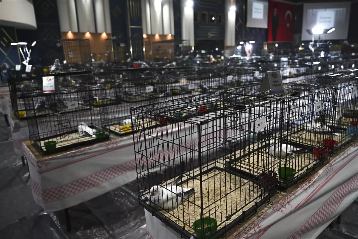 24. Uluslararası Şebap Güvercin Festivali Düzenlendi