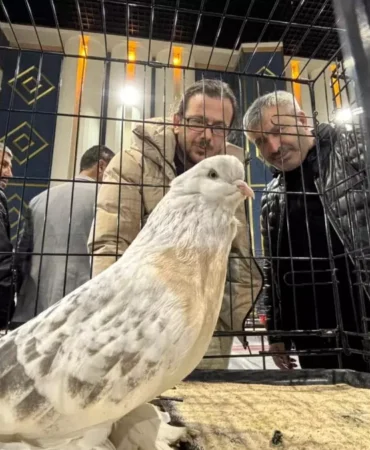 Şebap Güvercin Festivali’nde Rekor İlgi