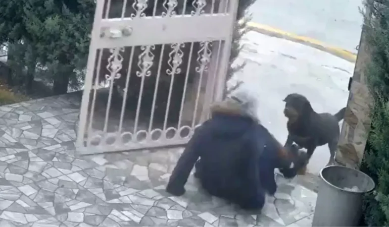 Ankara’da Sahipsiz Köpek Saldırısı
