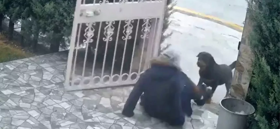 Ankara’da Sahipsiz Köpek Saldırısı