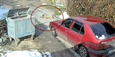 Bunu Yapanlar İnsan Olamaz! Araçla Ezilen Köpek Daha Önce de Tüfekle Vurulmuş