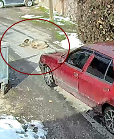 Bunu Yapanlar İnsan Olamaz! Araçla Ezilen Köpek Daha Önce de Tüfekle Vurulmuş