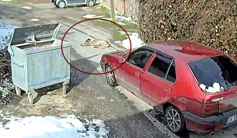 Bunu Yapanlar İnsan Olamaz! Araçla Ezilen Köpek Daha Önce de Tüfekle Vurulmuş