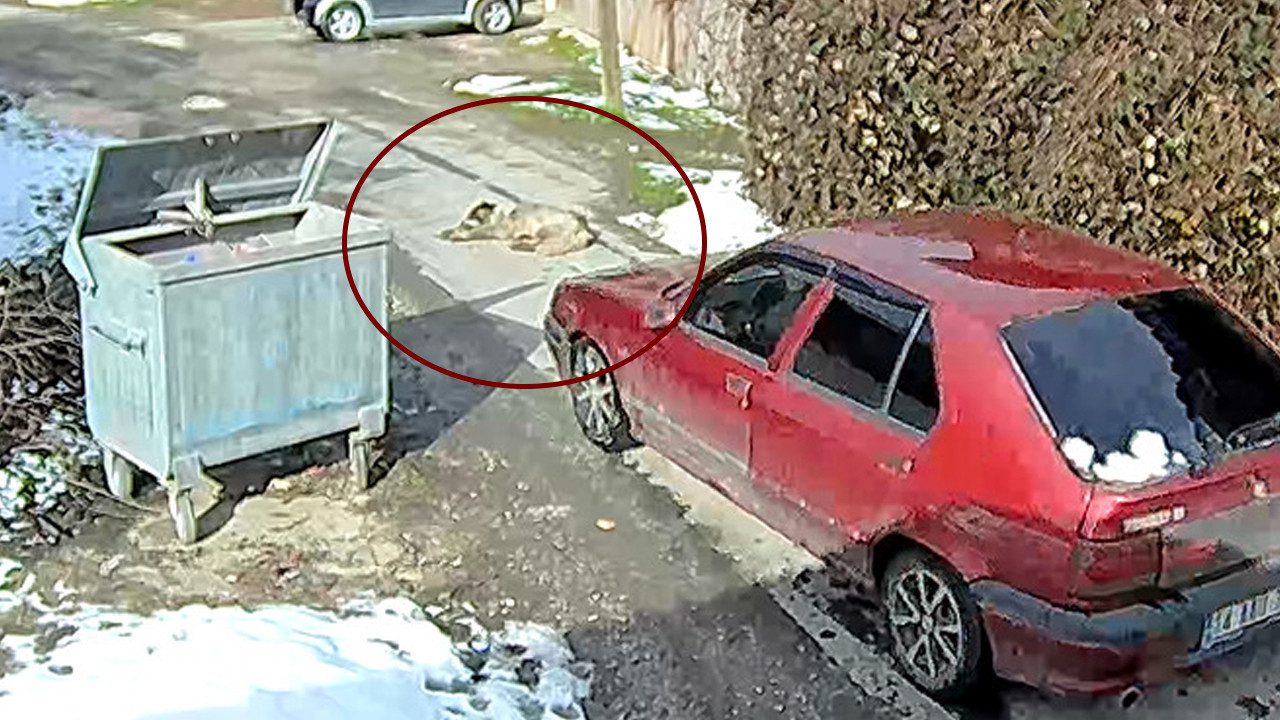 Bunu Yapanlar İnsan Olamaz! Araçla Ezilen Köpek Daha Önce de Tüfekle Vurulmuş