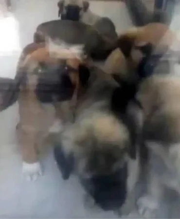 İstinaf, köpekleri istismar edip öldüren doktor hakkında verilen kararı bozdu