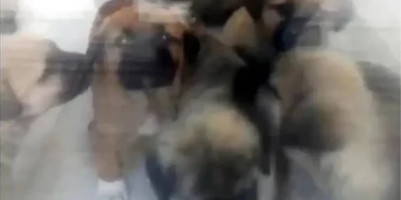 İstinaf, köpekleri istismar edip öldüren doktor hakkında verilen kararı bozdu