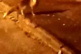 Elmadağ’da Aç Tilkiler Şehir Merkezine İndi