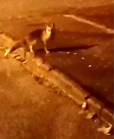 Elmadağ’da Aç Tilkiler Şehir Merkezine İndi
