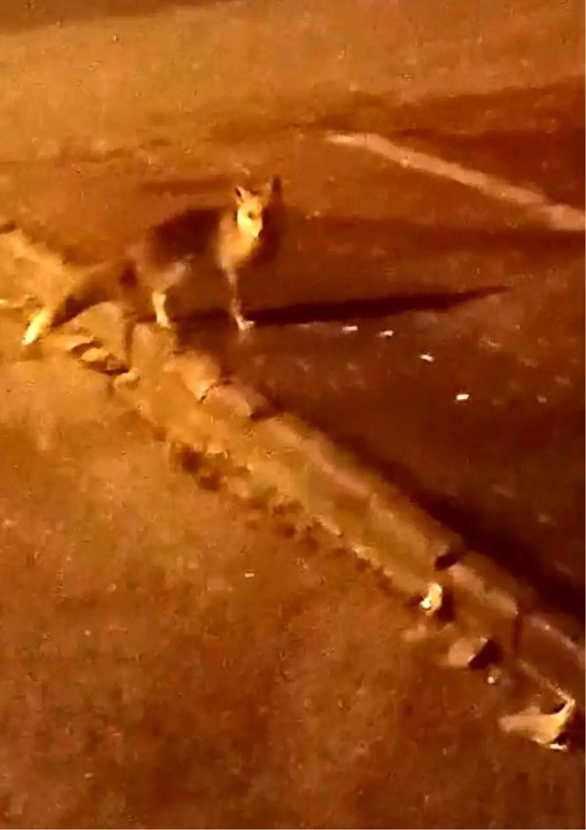 Elmadağ’da Aç Tilkiler Şehir Merkezine İndi