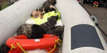 Manisa’da Çaya Düşen 9 Köpek Yavrusu Kurtarıldı