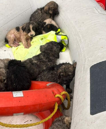 Manisa’da Çaya Düşen 9 Köpek Yavrusu Kurtarıldı