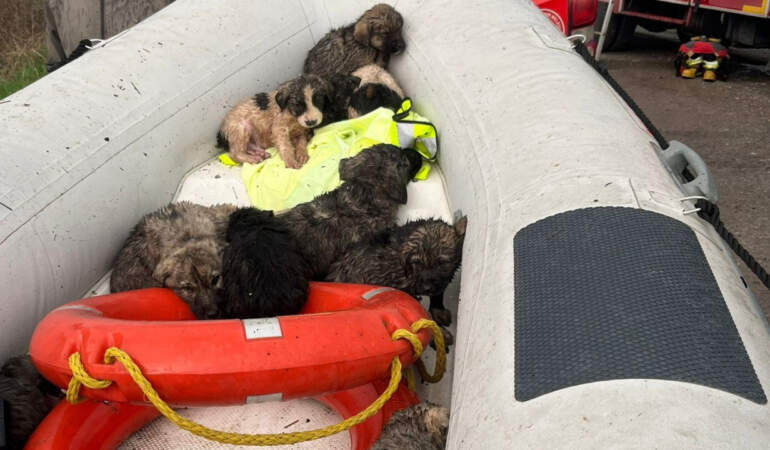 Manisa’da Çaya Düşen 9 Köpek Yavrusu Kurtarıldı