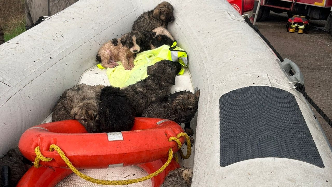 Manisa’da Çaya Düşen 9 Köpek Yavrusu Kurtarıldı